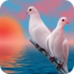 birds wallpapers hd android application logo